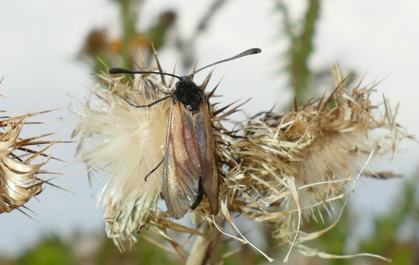 Aiuto identificazione Zigena